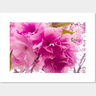 Photography - plum blossom Posters and Art